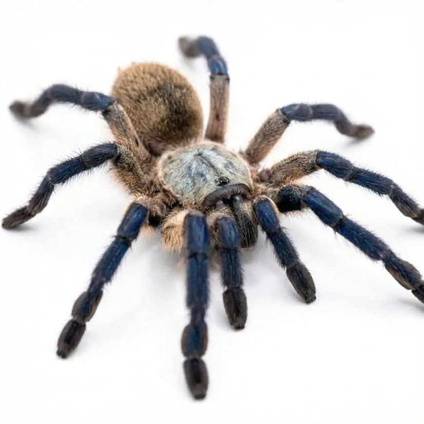 1Monocentropus balfouri1 تارانتولا بالفوری - تصویر 1