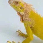 ایگوانای زرد