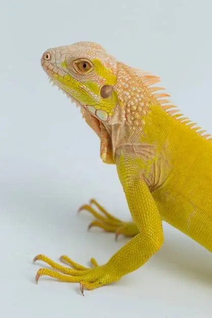 1yellow iguana ایگوانای زرد - تصویر 1