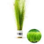 گیاه آکواریومی Eleocharis vivipara