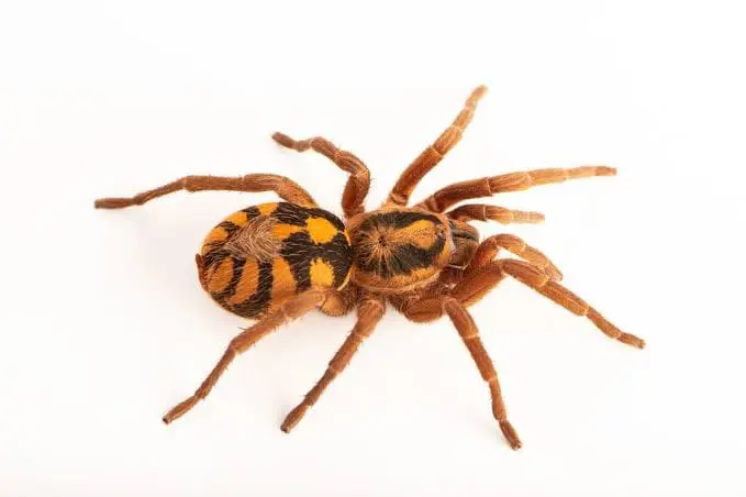 Pumpkin patch tarantula تارانتولا پامپکین پچ - تصویر 1