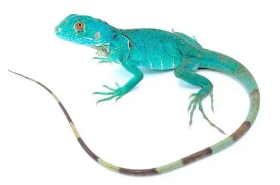 Veiled Chameleon2 ایگوانای آبی - تصویر 1
