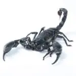 عقرب آسیایی اسپینیفر