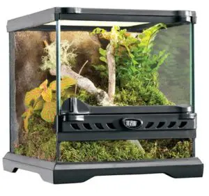 تفاوت تارانتولای دنیای قدیم و جدید چیست؟ چرا باید تارانتولا نگهداری کنیم؟ 4 exo terra terrarium aus glas glasterrarium.498d7649