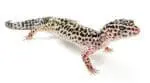 گکو پلنگی | Leopard Gecko - تصویر 2