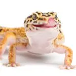 گکو پلنگی | Leopard Gecko - تصویر 3