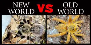 تفاوت تارانتولای دنیای قدیم و جدید چیست؟ چرا باید تارانتولا نگهداری کنیم؟ 2 new world vs old world 1