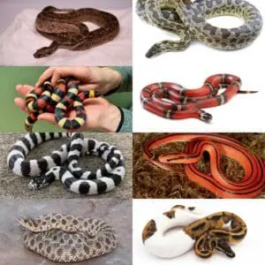 snake