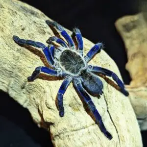 tarantulla3 1
