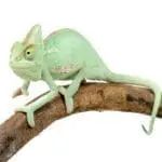 آفتاب پرست | Veiled Chameleon