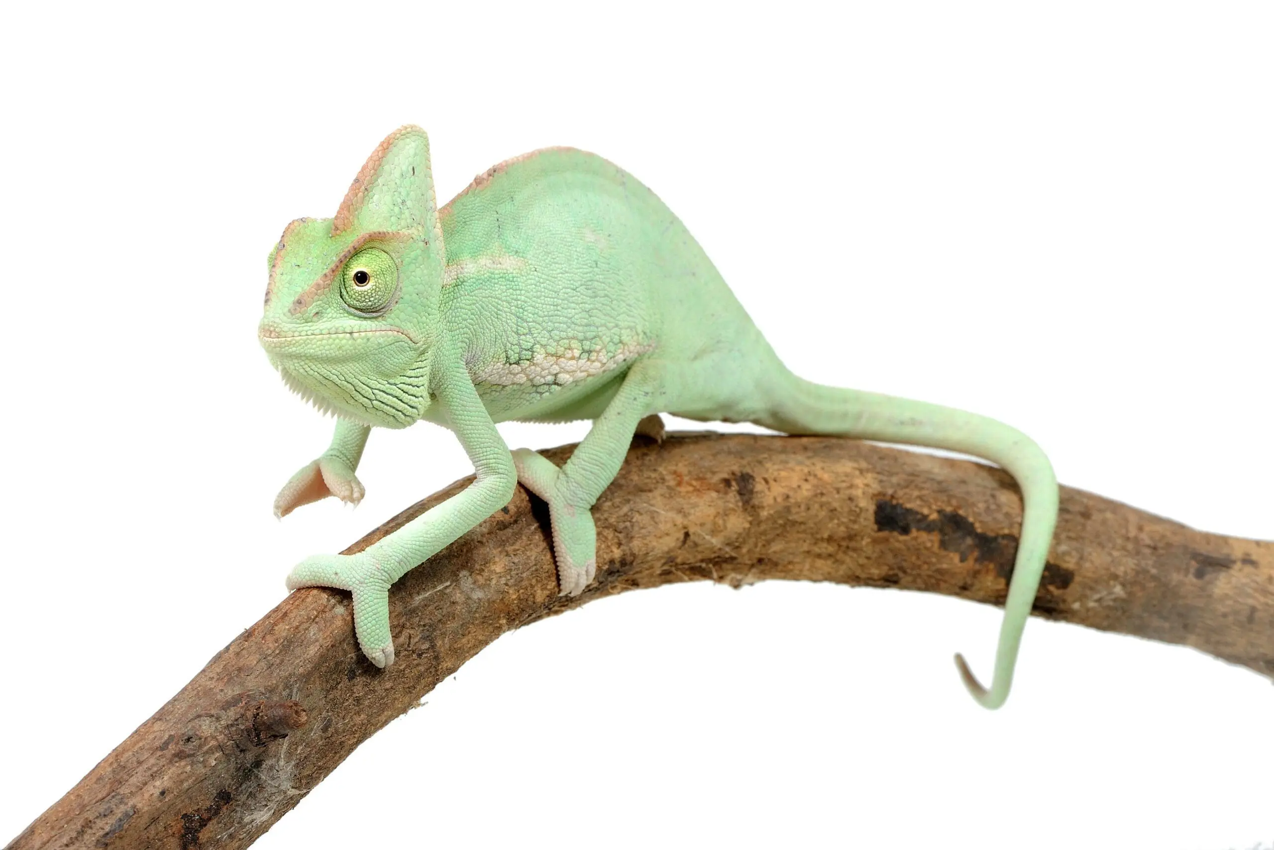 Veiled chameleon 'Chamaeleo calyptratus) on a white background آفتاب پرست | Veiled Chameleon - تصویر 1
