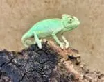 آفتاب پرست | Veiled Chameleon - تصویر 2
