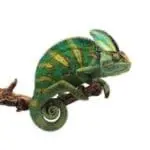 آفتاب پرست | Veiled Chameleon - تصویر 3