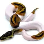 بال پیتون بی پاید (Bee Pied)