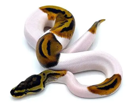 بال پیتون بی پاید (Bee Pied)1 بال پیتون بی پاید (Bee Pied) - تصویر 1
