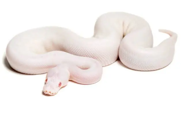 مار بال پیتون پاید آلبینو ( Albino Pied )1 مار بال پیتون پاید آلبینو - تصویر 1