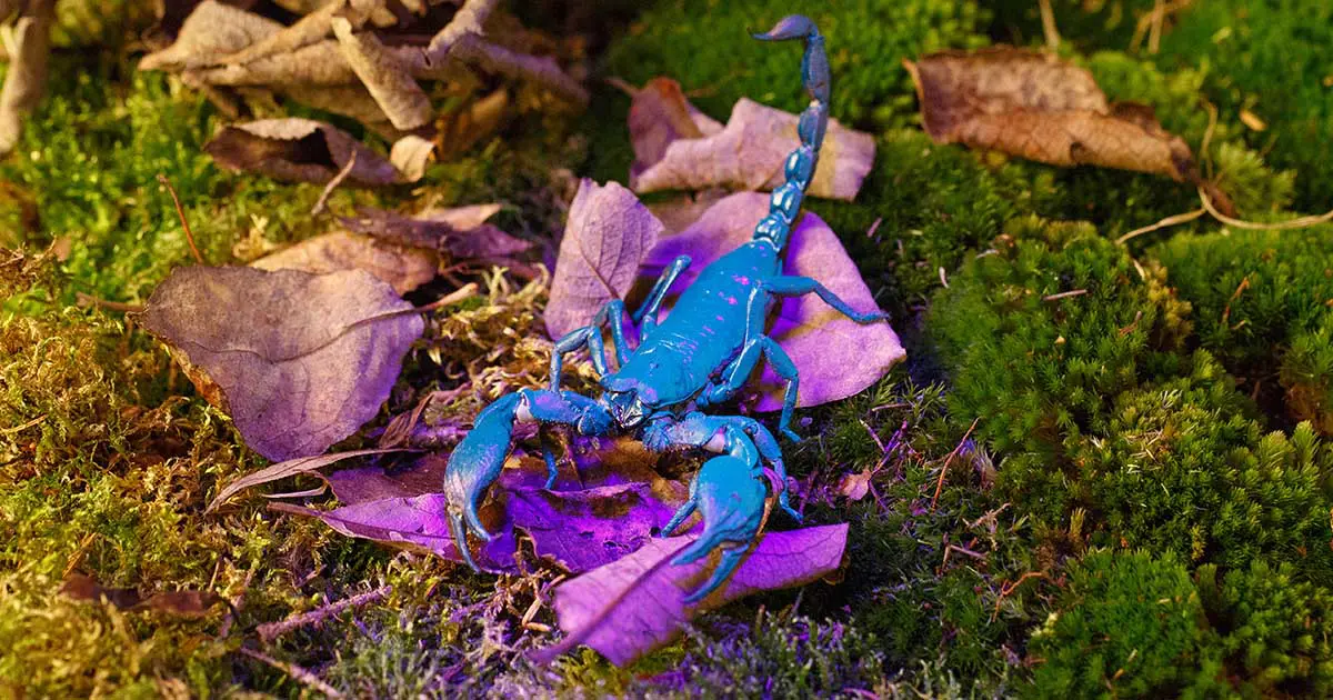 P imperator featured