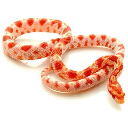 corn snake albino