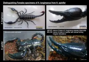 تفاوت عقرب آسیایی اسپینیفر (Heterometrus spinifer) و لانگیمانوس (Heterometrus longimanus)؛ کدامیک برای نگهداری بهتر است؟ 2 longimanusspiniferfcehla 1 orig