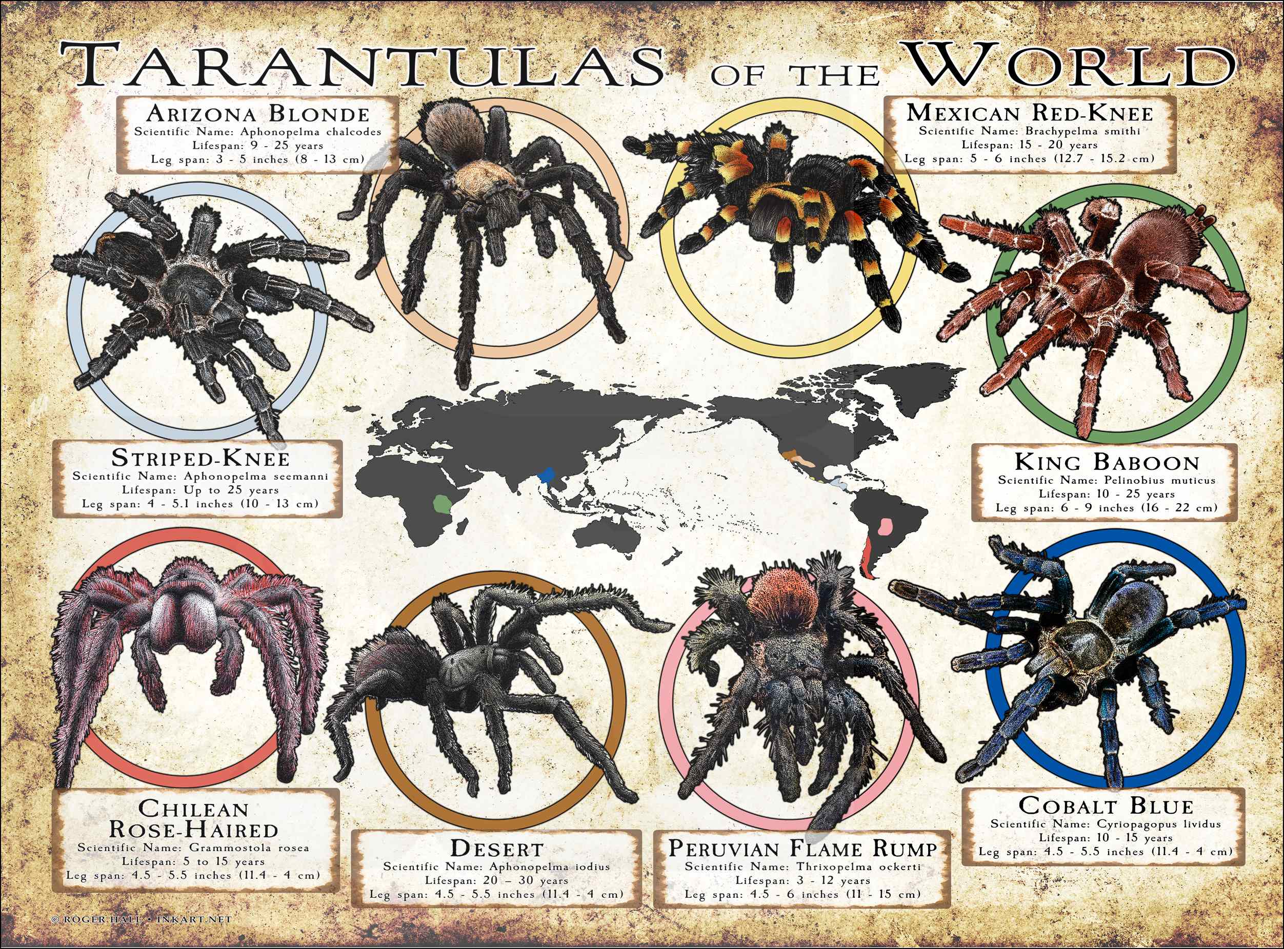 Comparison of Terrestrial Arboreal and Burrowing Tarantulas2