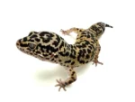 گکو پلنگی | Leopard Gecko