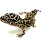 گکو پلنگی | Leopard Gecko