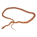 کورن اسنیک نرمال